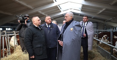 Президент Беларуси Александр Лукашенко 13 марта совершает рабочую поездку в Дрибинский район Могилевской области, в ходе которой посещает племенной завод по разведению КРС герефордской породы РУСПП "Могилевское госплемпредприятие"
