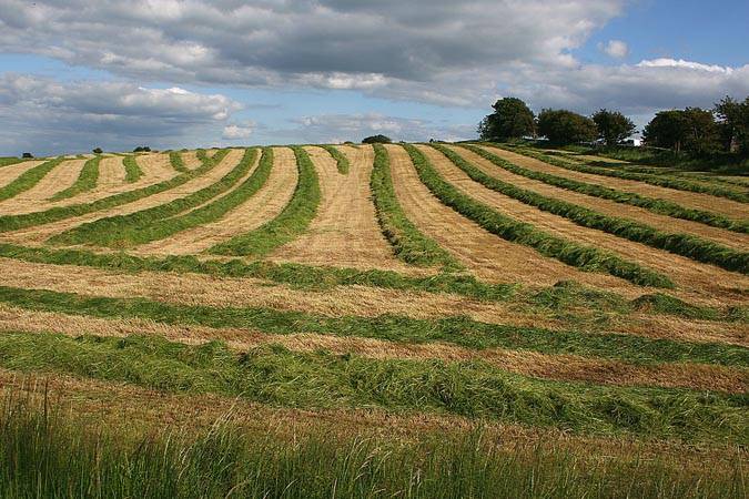 Мошенник продал государственный льнозавод, фермы и пару агрохозяйств